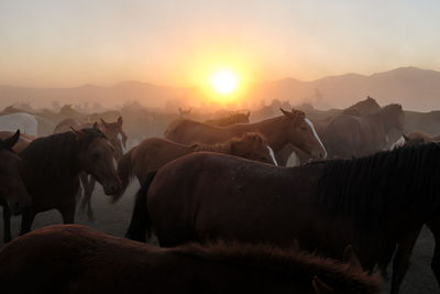 Horses on field against sky during sunset