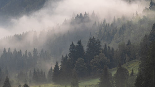 Panoramic view of pine trees in forest against sky