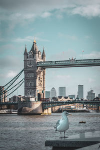 London tower bridge 