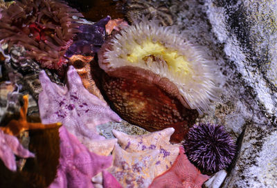 Close-up of coral in sea