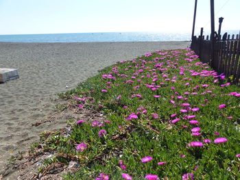 Close-up of flowers growing on beach against sky