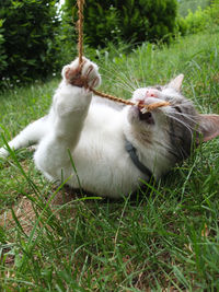 Cat relaxing on field