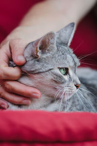 Cropped hand of person touching cat