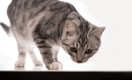 Close-up portrait of a cat against white background