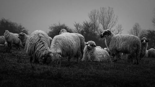 Sheep grazing on field