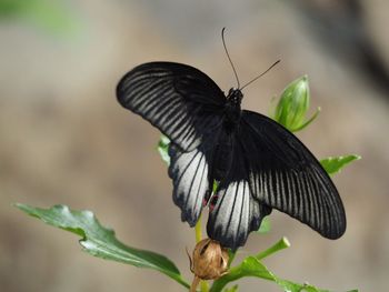 Close-up of butterfly on flower