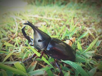 Close-up of bird on grass