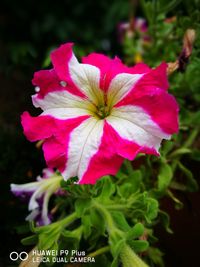 Close-up of pink flower blooming outdoors