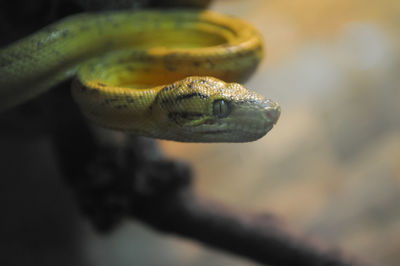 Close-up of snake