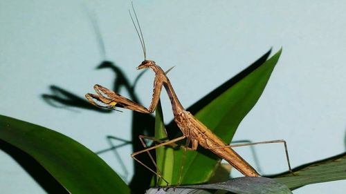 Close-up of insect on plant