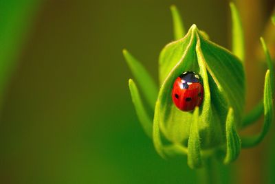 Close-up of ladybug on leaf