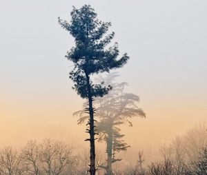 Tree on snow covered land against sky during sunset