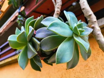 Close-up of succulent plant