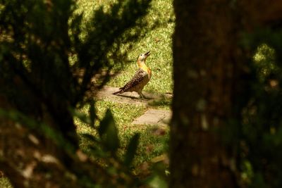 Bird perching on a tree