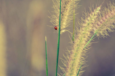 Close-up of ladybug on plant