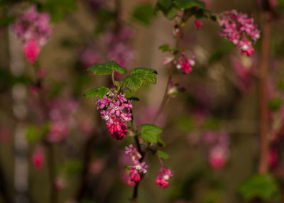 Close-up of pink flower