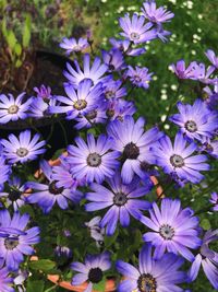 Close-up of purple flowers