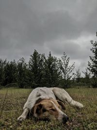 View of a horse on field against sky