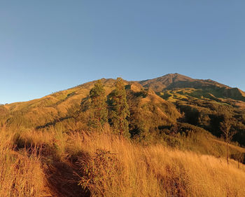 Scenic view of field against clear blue sky