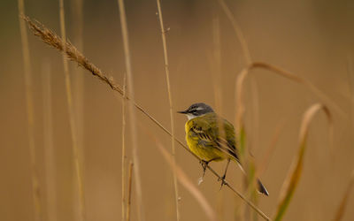 Close-up of bird perching on plant