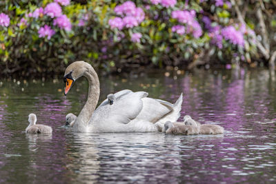 Swans swimming in lake