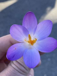 Close-up of hand holding purple flower