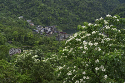 High angle view of flowering trees and plants