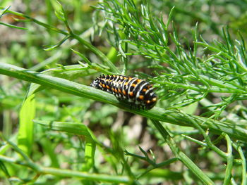 Close-up of butterfly on leaf