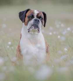 Dog in grass