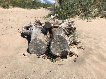 High angle view of driftwood on sand