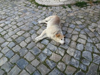 Dog lying on cobblestone street