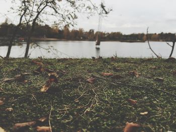 Reflection of trees in calm lake