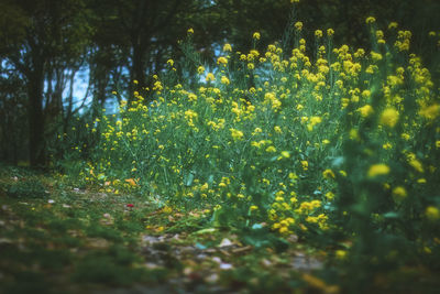 Close-up of plants against trees