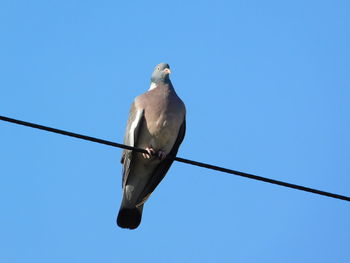 Low angle view of bird perching on cable against blue sky