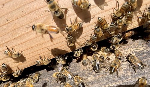 Close-up of honey bees near the entrance of their hive