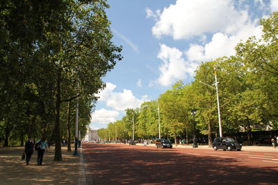 Road along trees