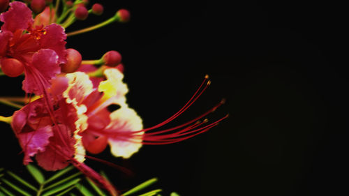 Close-up of pink flowering plant against black background