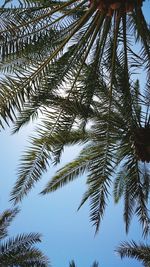 Low angle view of palm trees