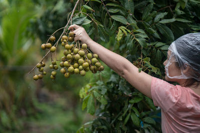 Woman picking fruits from plant