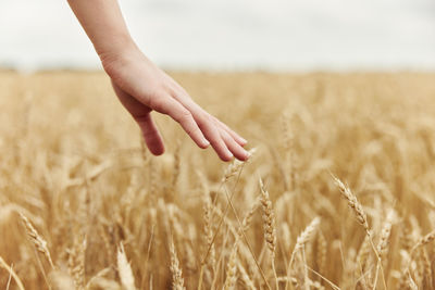 Close-up of wheat crop on field