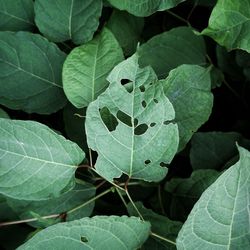 Green plant leaves textured in the nature, green background