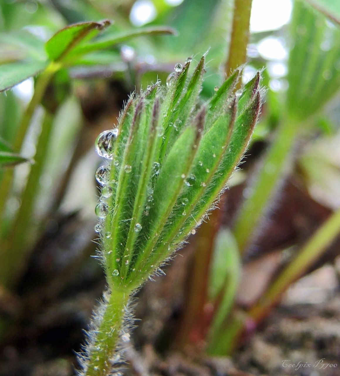 green color, growth, close-up, leaf, plant, drop, focus on foreground, nature, wet, freshness, water, beauty in nature, selective focus, dew, green, growing, day, tranquility, outdoors, no people