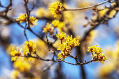 Cornus officinalis or also called sansuyu or sanshuyu in korean blossoming in early spring.