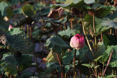 Lotus flower, beauty full flower plant relate to religion and national flower