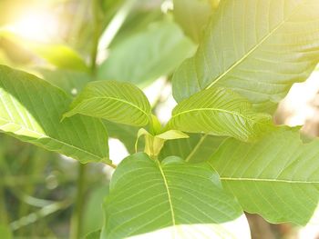 Close-up of green leaves