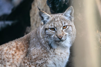 Close-up portrait of a cat