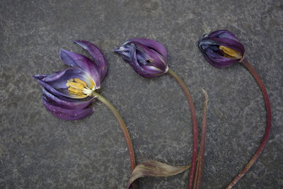 Close-up of wilted flowers on ground