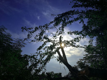 Low angle view of silhouette trees against sky