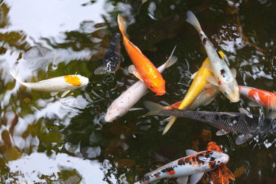 High angle view of koi carps swimming in pond