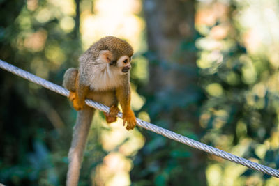 Close-up of monkey